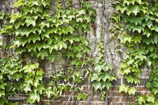 爬山虎,探寻爬山虎的神奇世界